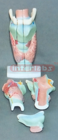 MIDDLE MAGNIFIED LARYNX, (3 PCS)